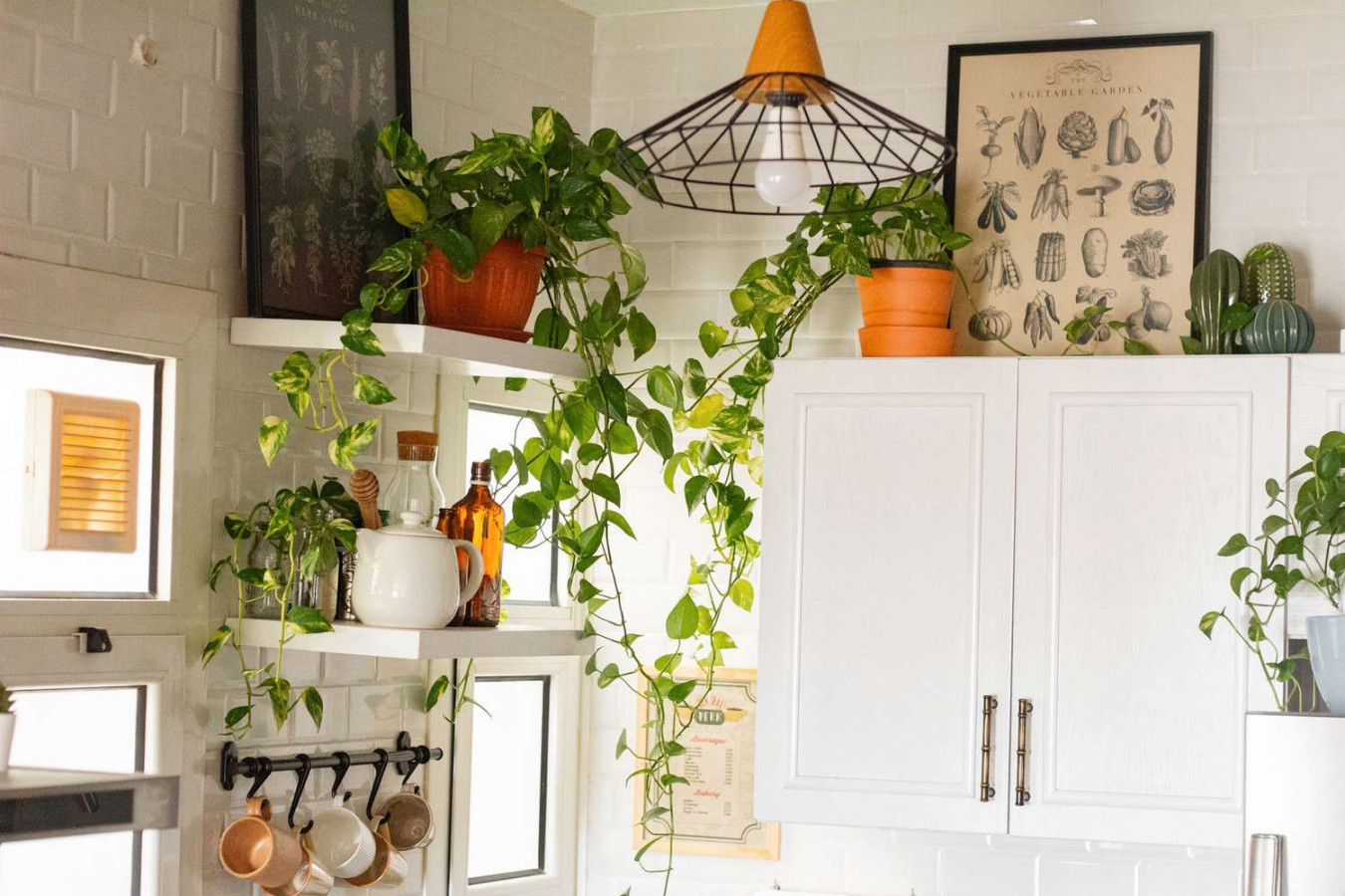 Houseplants That Will Thrive in Your Kitchen