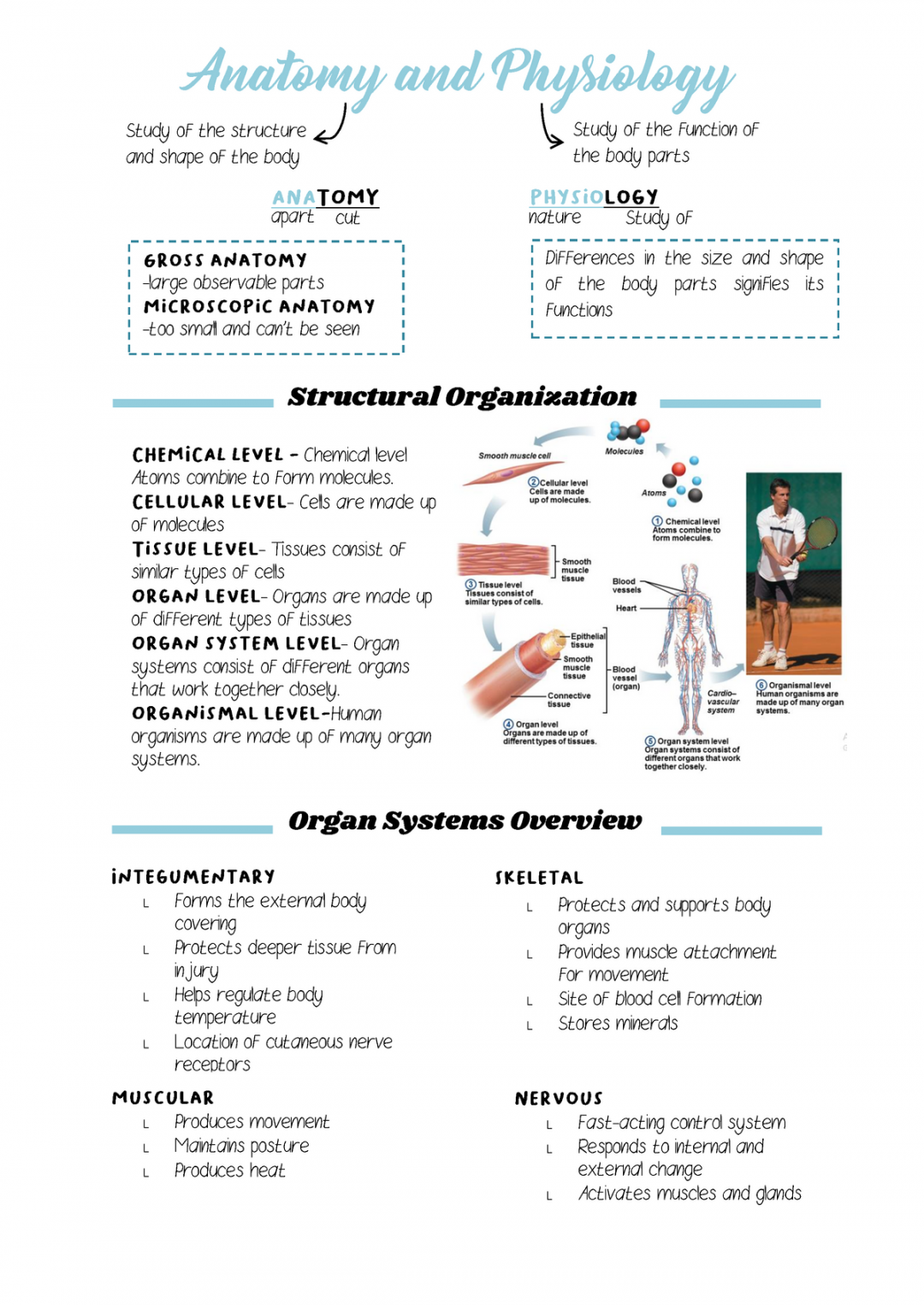 Anatomy and Physiology notes - Anatomy and Physiology Study of the