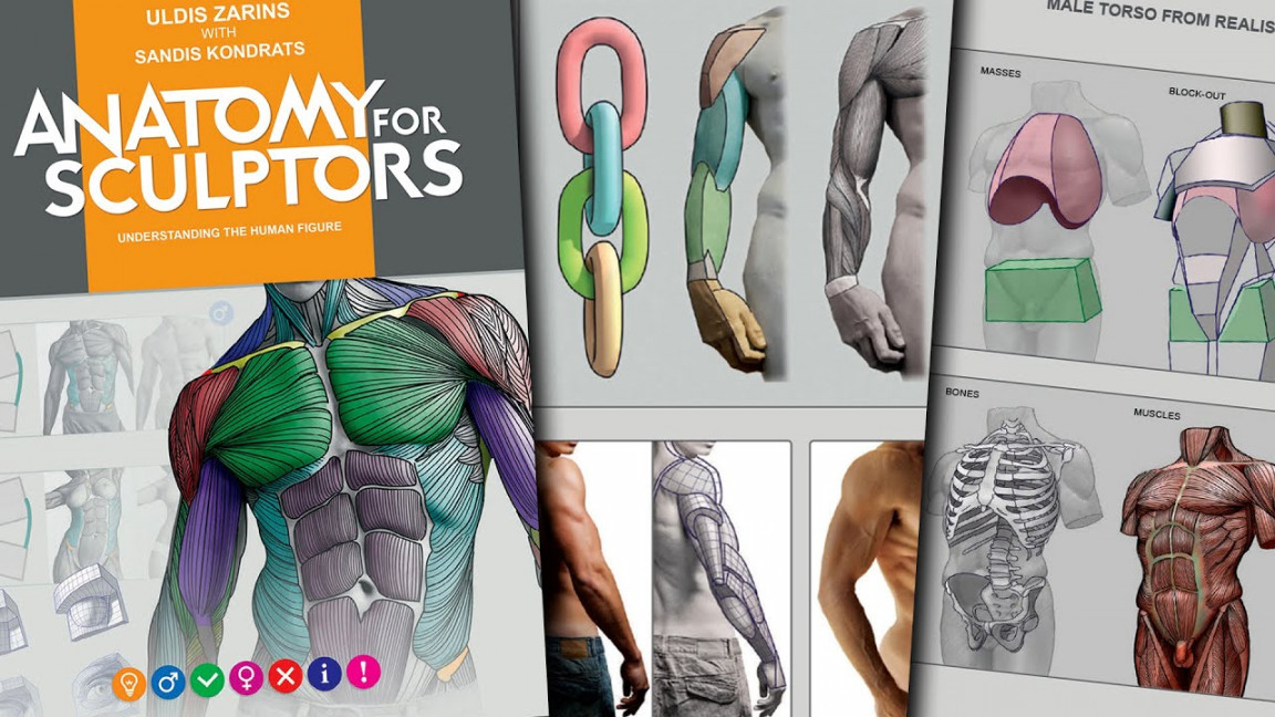 Anatomy for Sculptors book preview🔥 Understanding the human figure by  Uldis Zarins