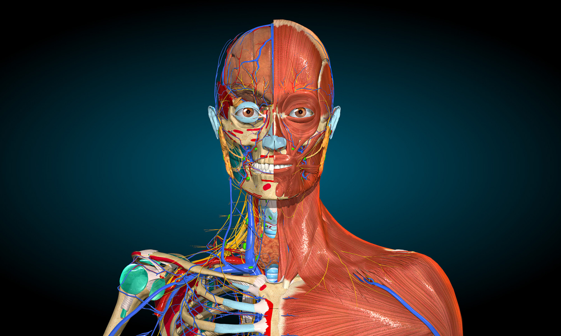 Anatomy Learning – D Anatomy Atlas