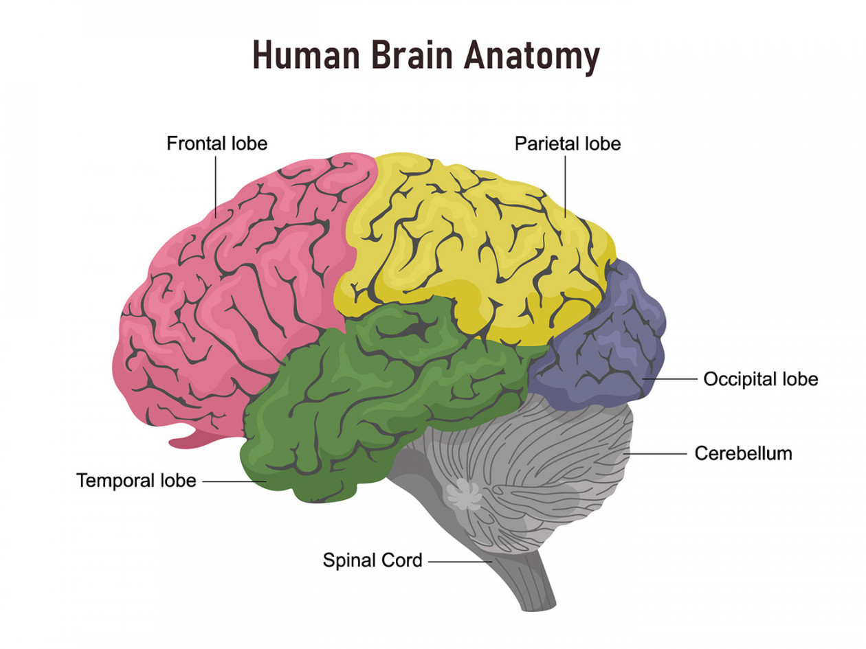 Brain Anatomy and How the Brain Works  Johns Hopkins Medicine