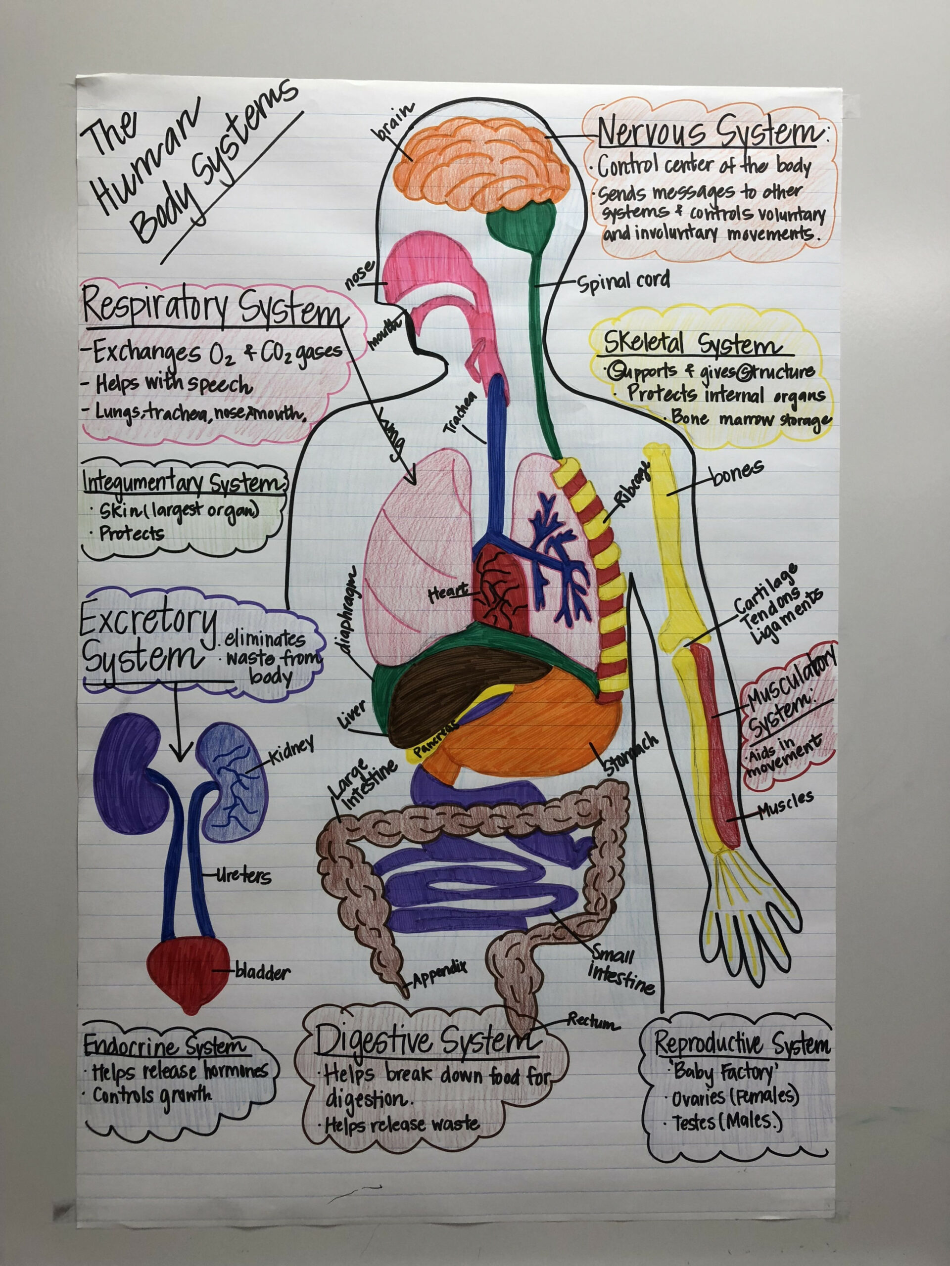 Human body systems anchor chart for th grade science