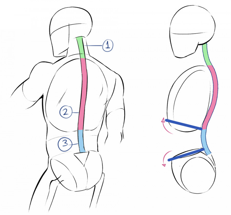 Learn Anatomy to Improve Drawing the Human Body  Art Rocket