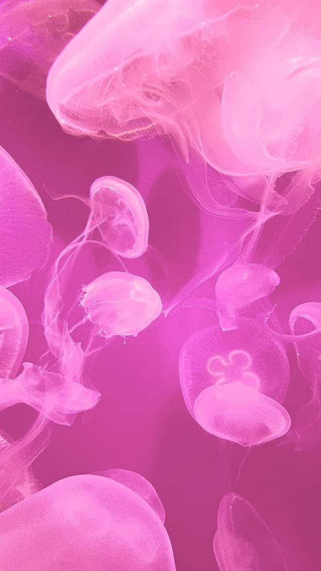 Picture of pink jellyfish