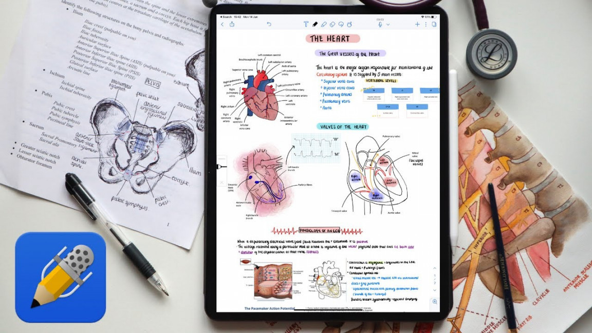 AESTHETIC ANATOMY NOTES in Medical School 📝💀  Ipad Pro, Notability