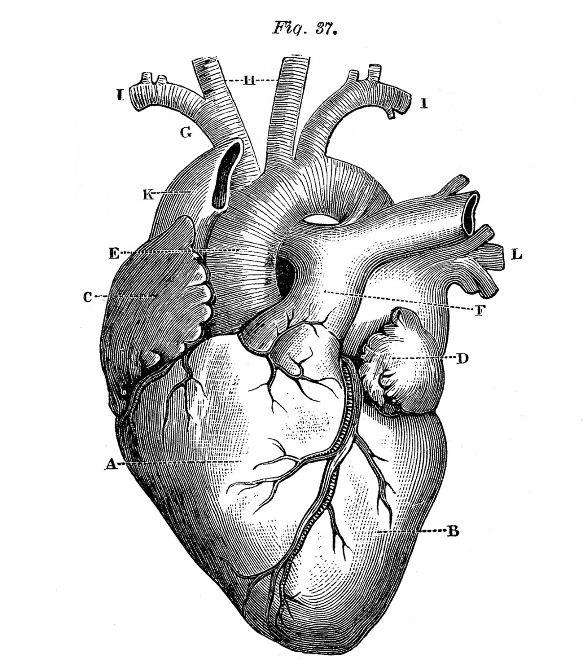 Anatomical Heart Drawings! - The Graphics Fairy