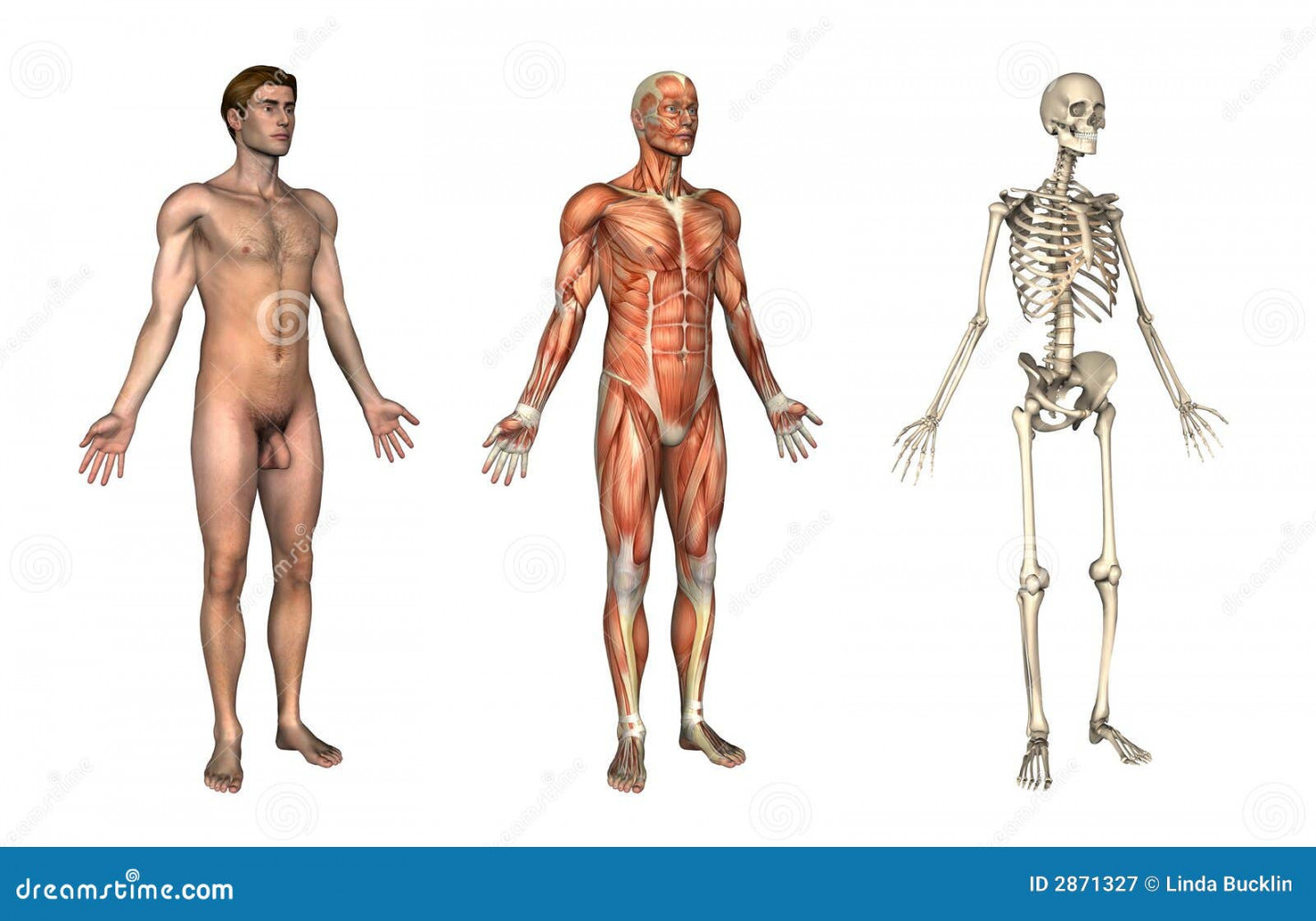 Anatomical Overlays - / View Stock Illustration - Illustration