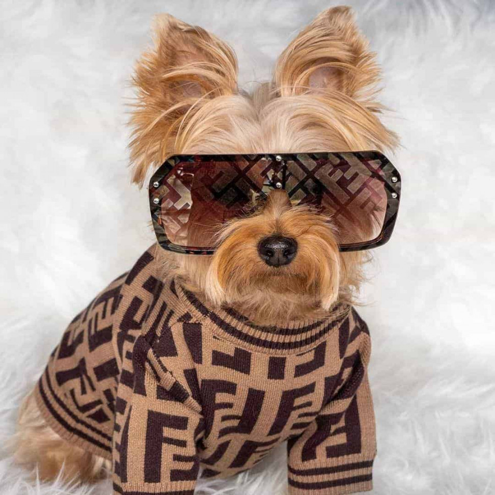 Designer Yorkie Clothes:  Luxury Picks For Your Pet -Yorkies Gram