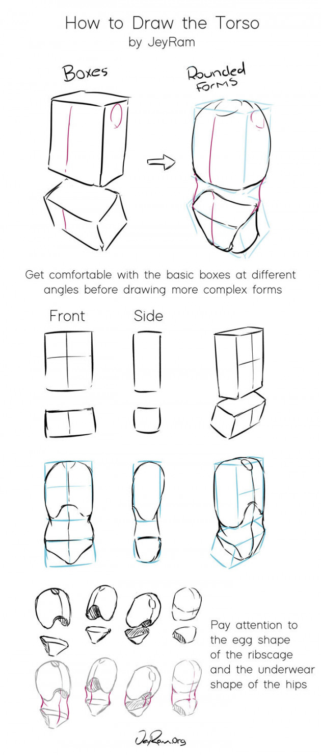 How to Draw the Torso: Step by Step Tutorial + Free Practice