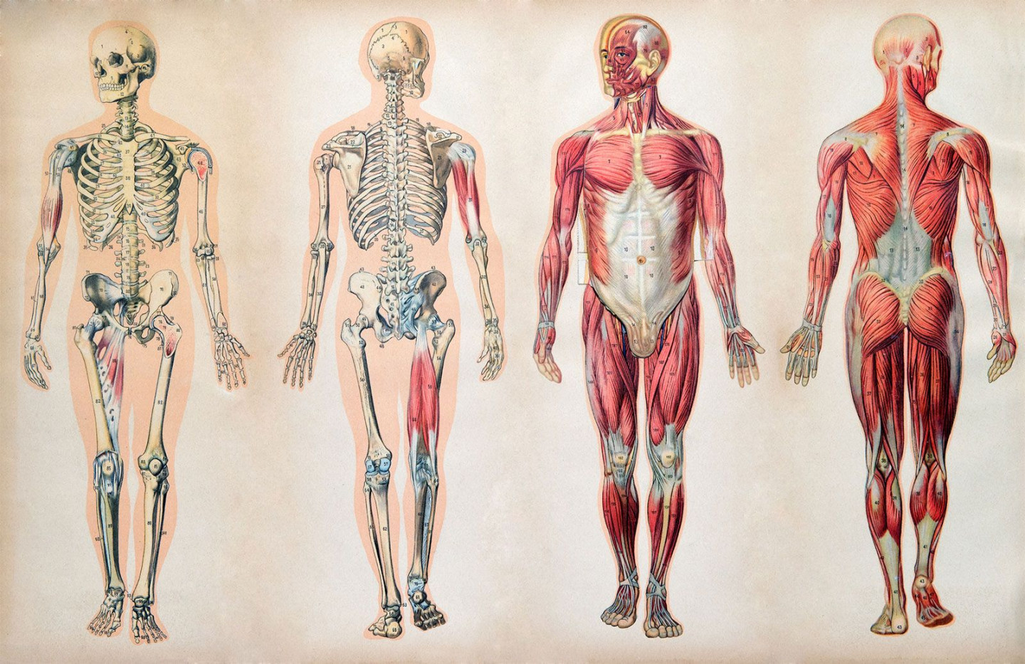 Human body  Organs, Systems, Structure, Diagram, & Facts  Britannica