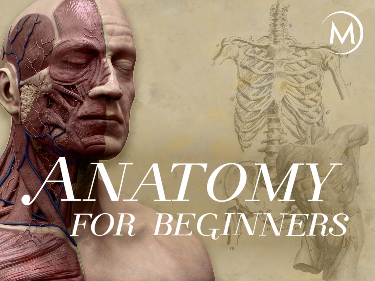 Prime Video: Anatomy for Beginners