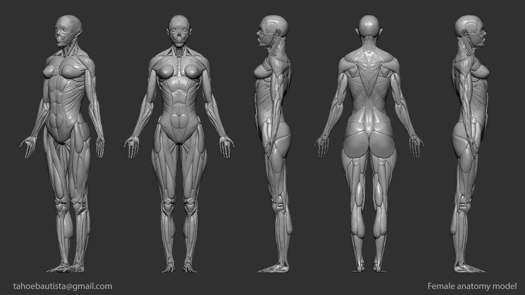 Tahoe Bautista - Digital D Ecorche ( Digital D Anatomy) - Female