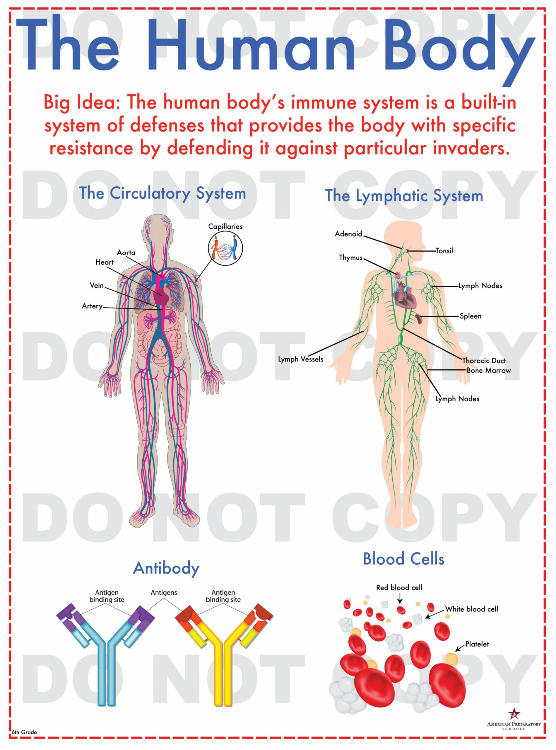 The Human Body - th Grade - American Preparatory Schools