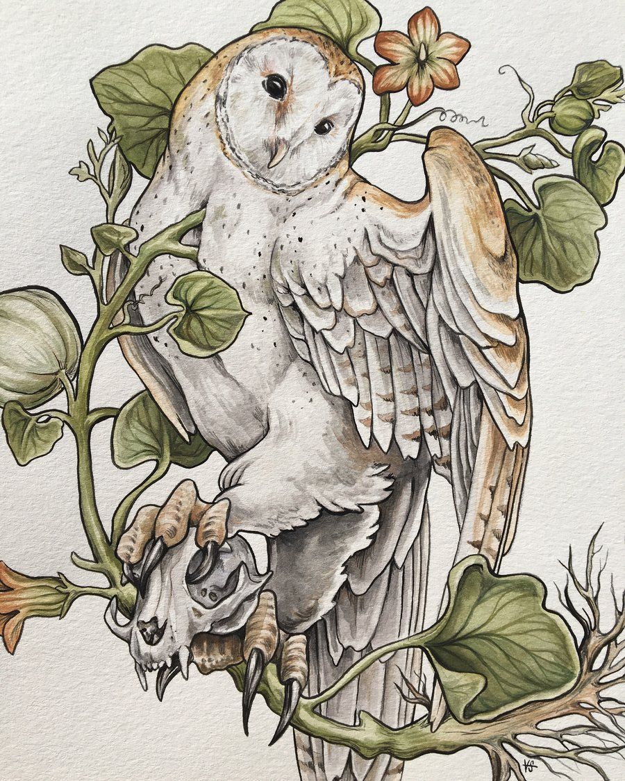 Barn Owl Drawing 52