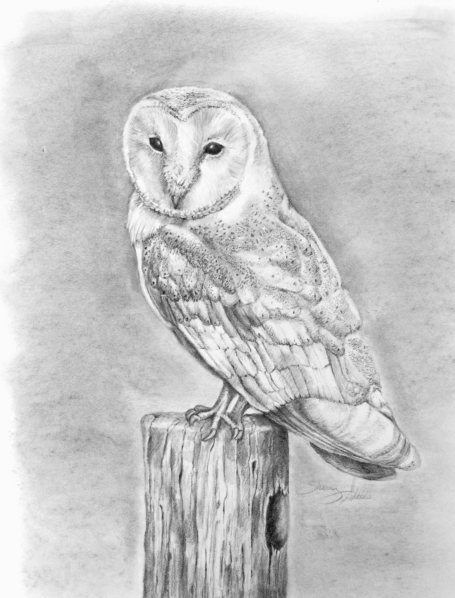 Barn Owl Drawing 55