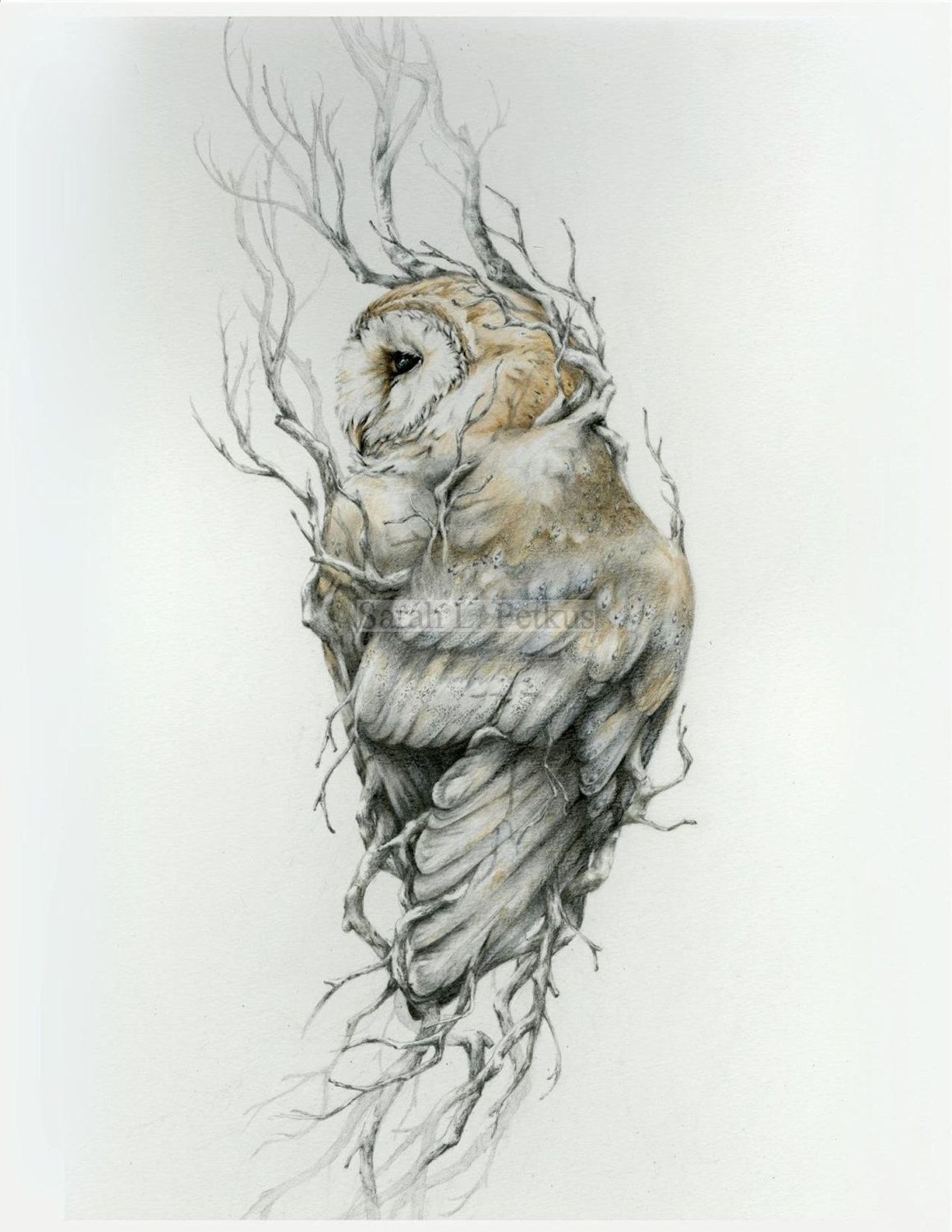 Barn Owl Drawing 56