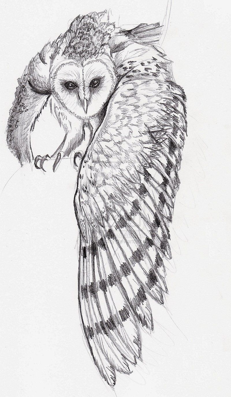 Barn Owl Drawing 57