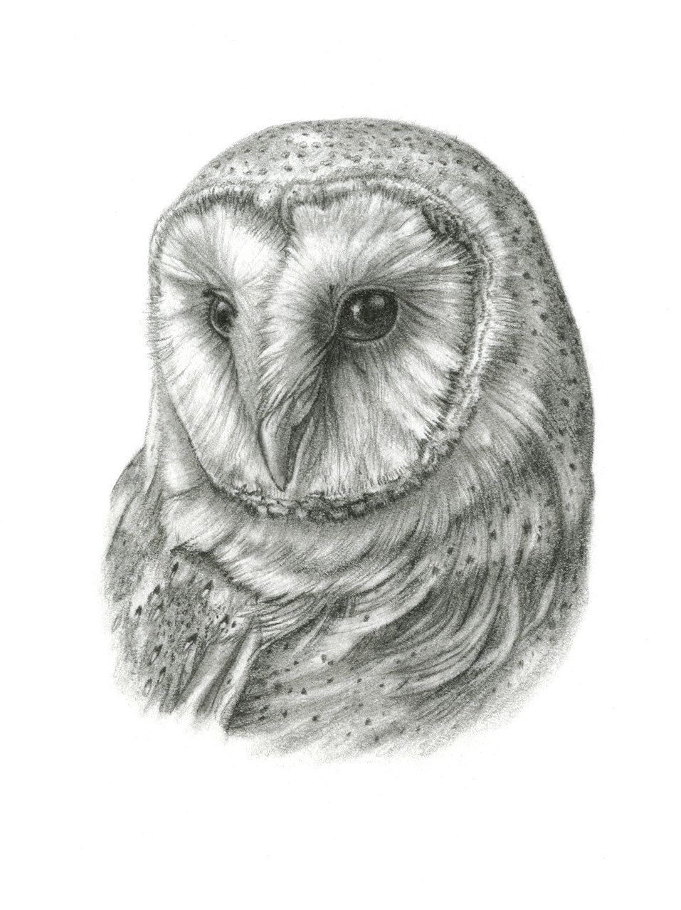 Barn Owl Drawing 58
