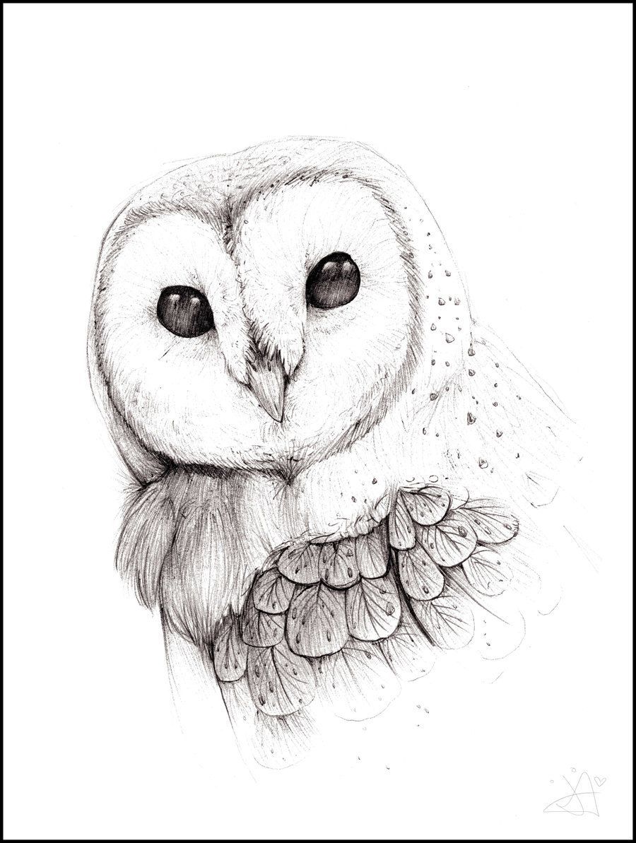 Barn Owl Drawing 60