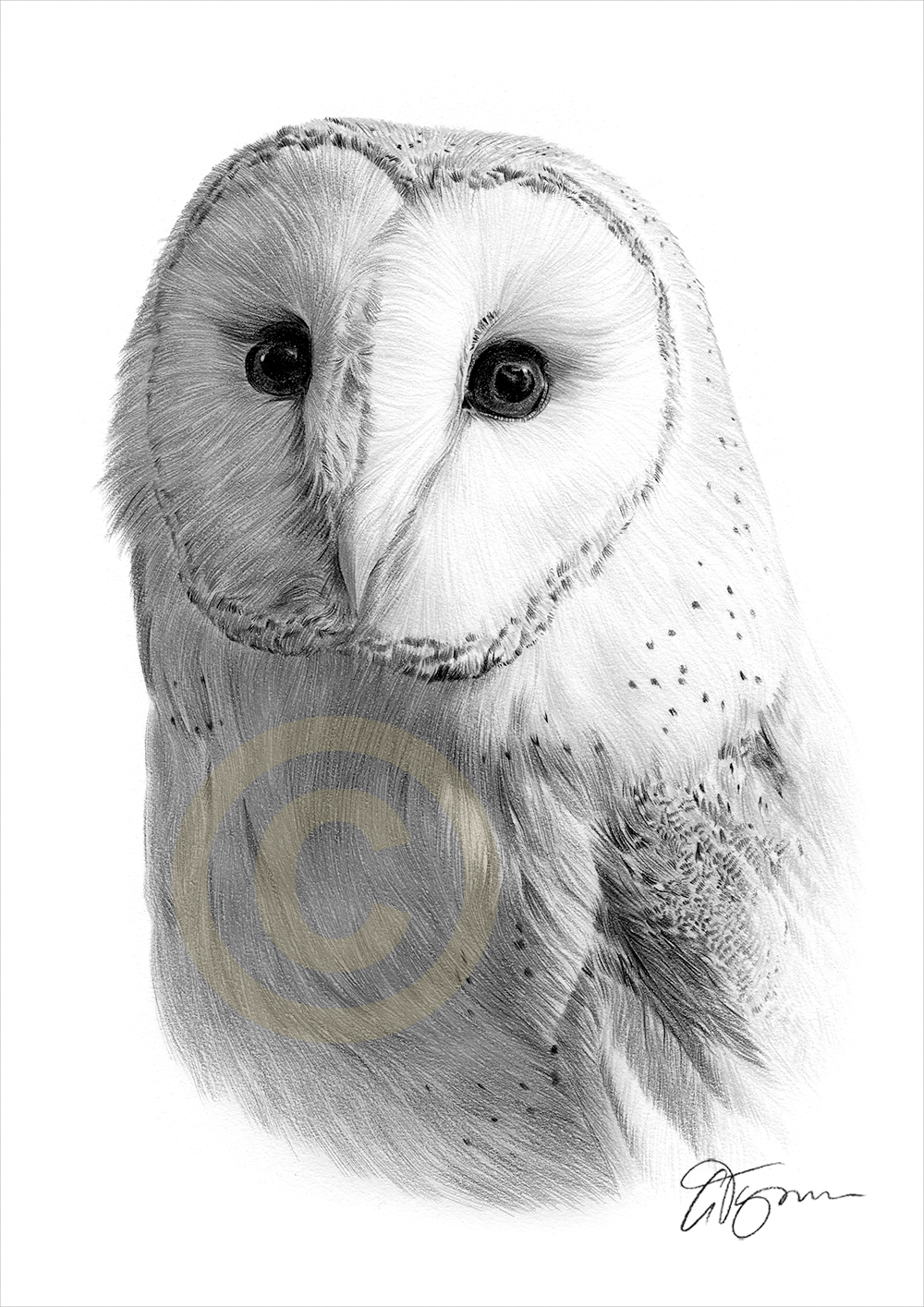 Barn Owl Drawing 61