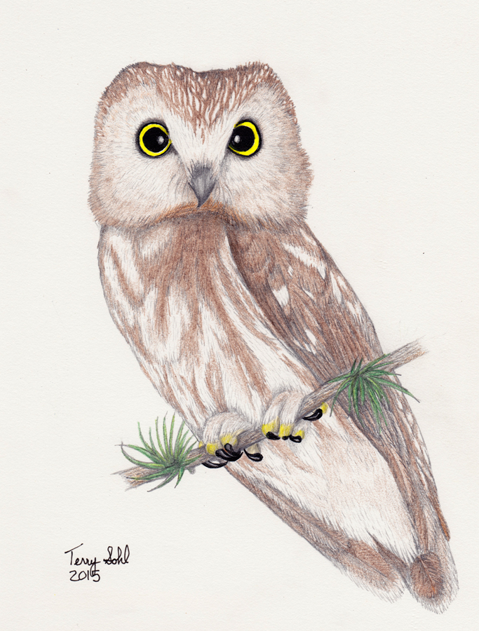 Owl Drawing Realistic 3