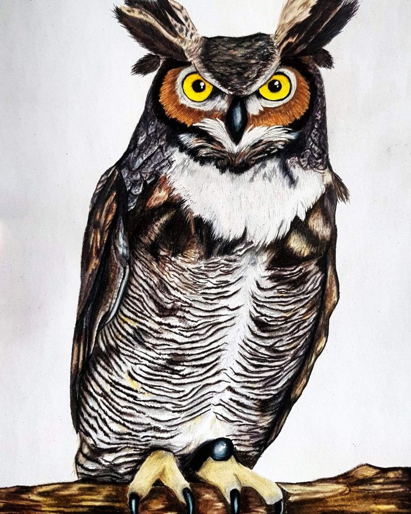 Owl Drawing Realistic 4