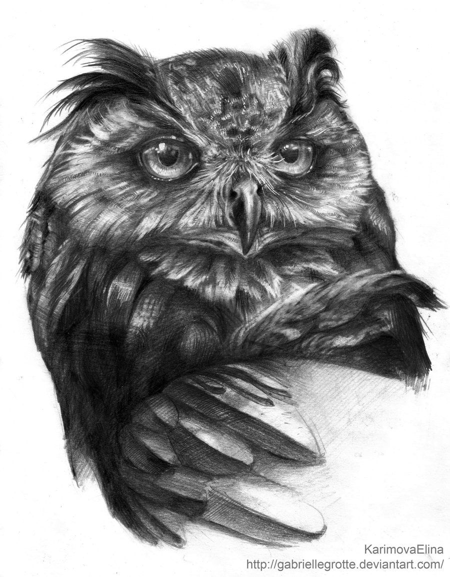 Owl Drawing Realistic 5