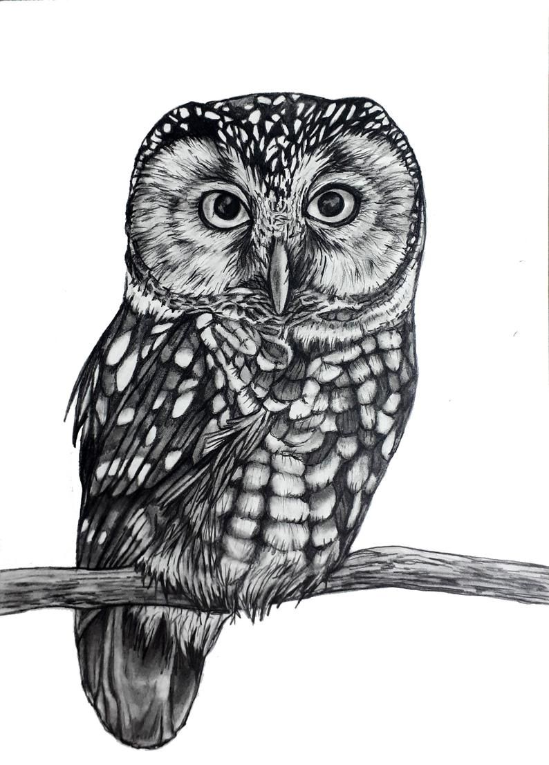 Owl Drawing Realistic 6