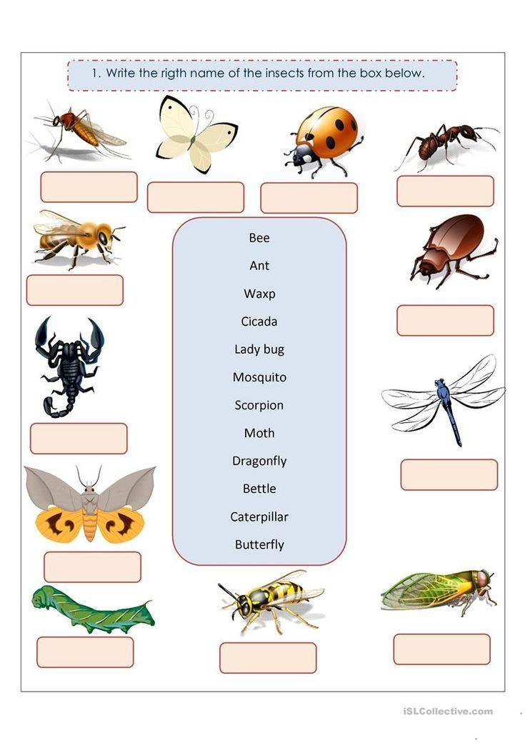 20 Insect Math Worksheets For Preschool