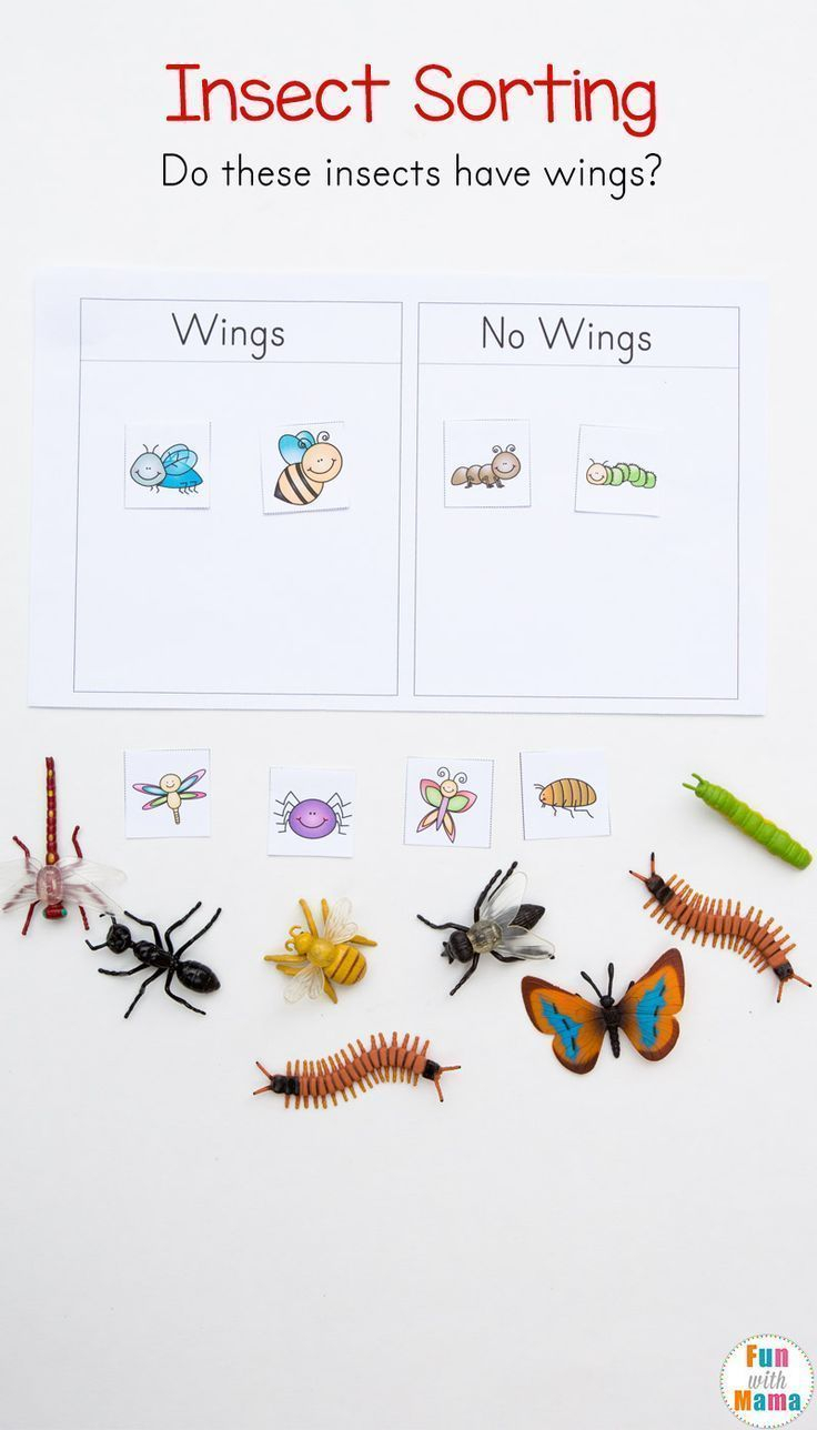 20 Insect Math Worksheets For Preschool