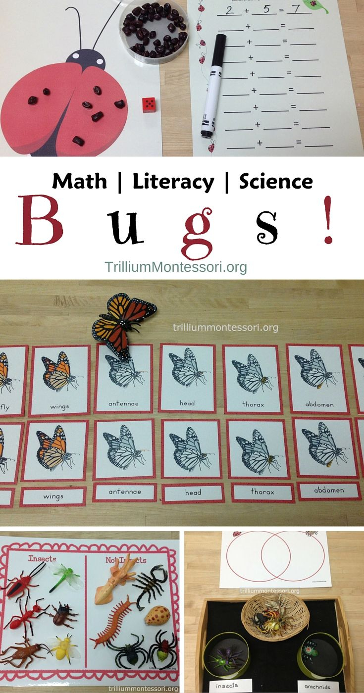 21 Insect Math Worksheets For Preschool